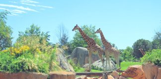 zoom torino piobesi torinese castagnole piemonte virle animali cumiana bioparco ingresso