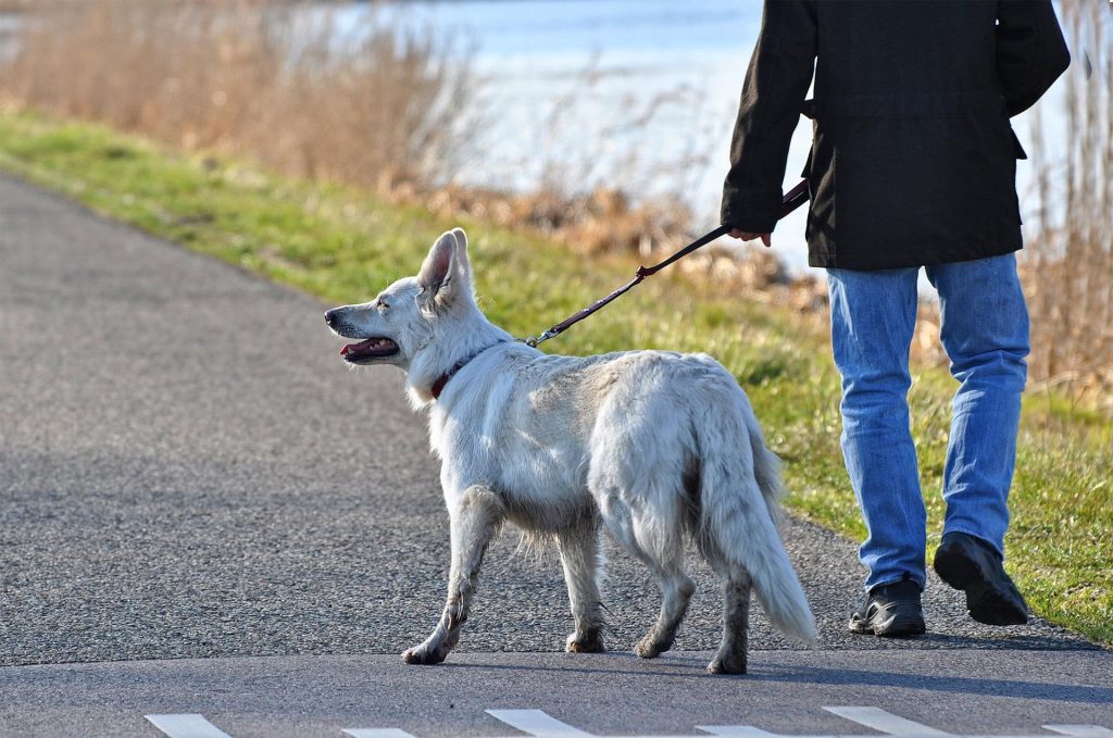 castagnole piemonte ordinanza cani padroni igiene suolo pubblico