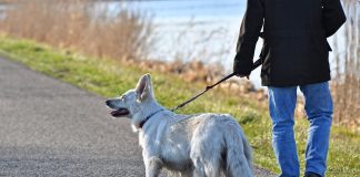 castagnole piemonte ordinanza cani padroni igiene suolo pubblico