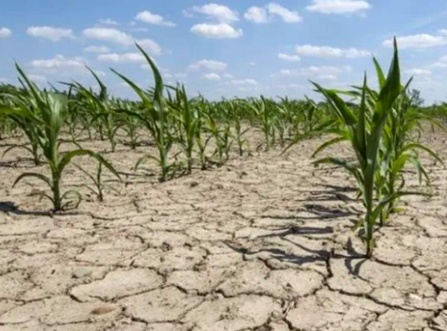 Carmagnola: danni da siccità all'agricoltura, come chiedere i risarcimenti