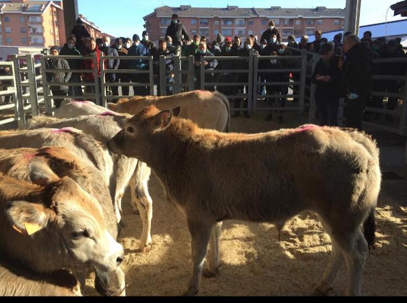 Aste mensili dei vitelli piemontesi per rilanciare il mercato bestiame di Carmagnola