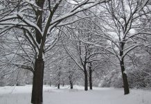 natale foresta po piemontese