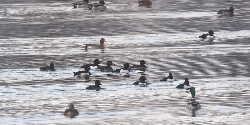 Censimento degli uccelli acquatici al Parco del Monviso