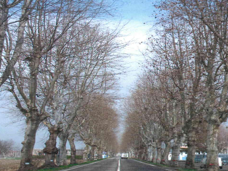 Racconigi: lavori di manutenzione ai platani di corso Principi di Piemonte