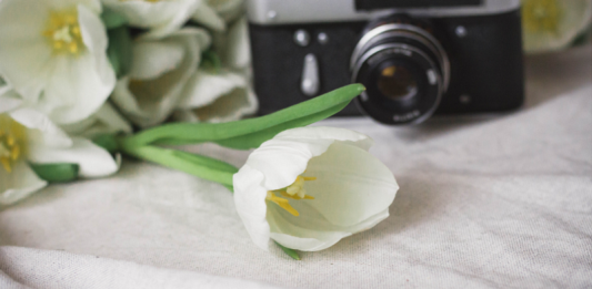 Concorso fotografico Messer Tulipano