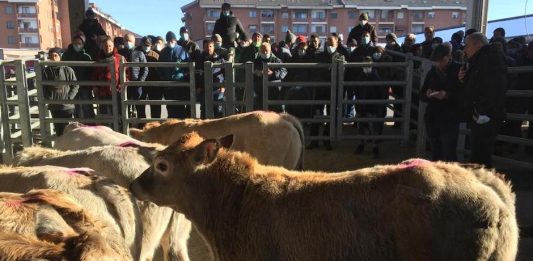 asta dei bovini a carmagnola