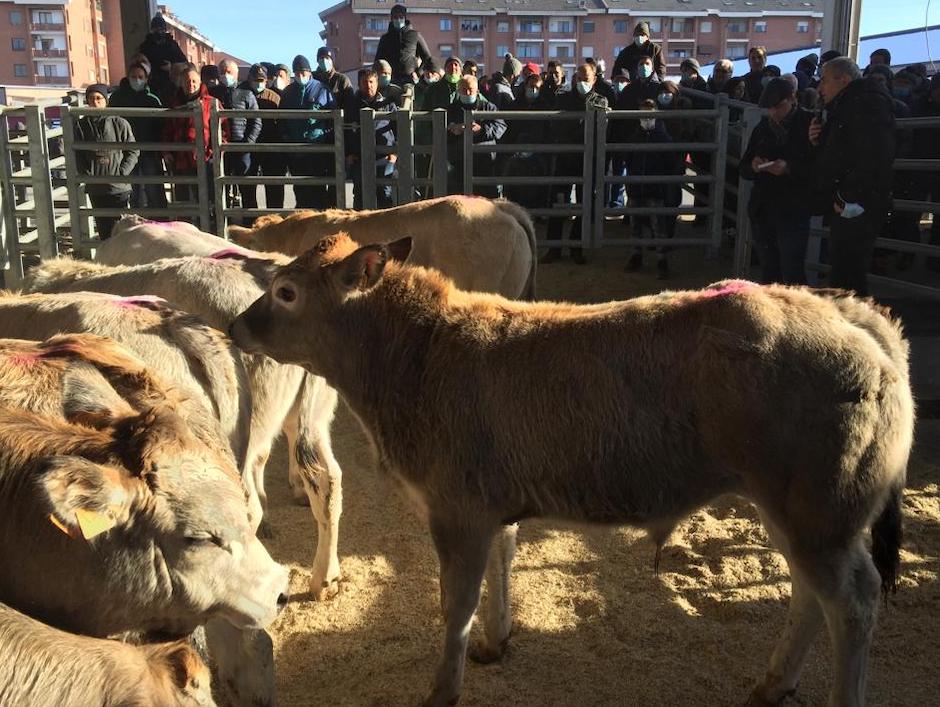 La prima asta dei bovini al foro boario di Carmagnola nei video di TeleGranda