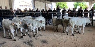 aste dei bovini a Carmagnola foro boario