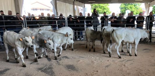 aste dei bovini a Carmagnola foro boario