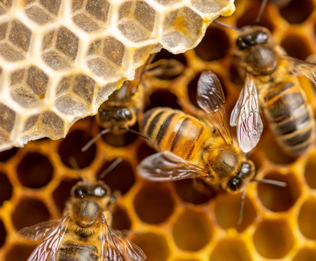 castagnole piemonte scuole gita gratuita zoom torino parco bioparco biodiversità