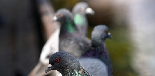 Racconigi barriera ecologica piccioni