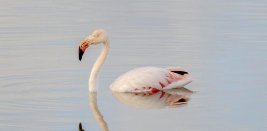 Racconigi fenicottero