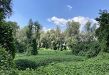 bosco del gerbasso cambiamenti climatici