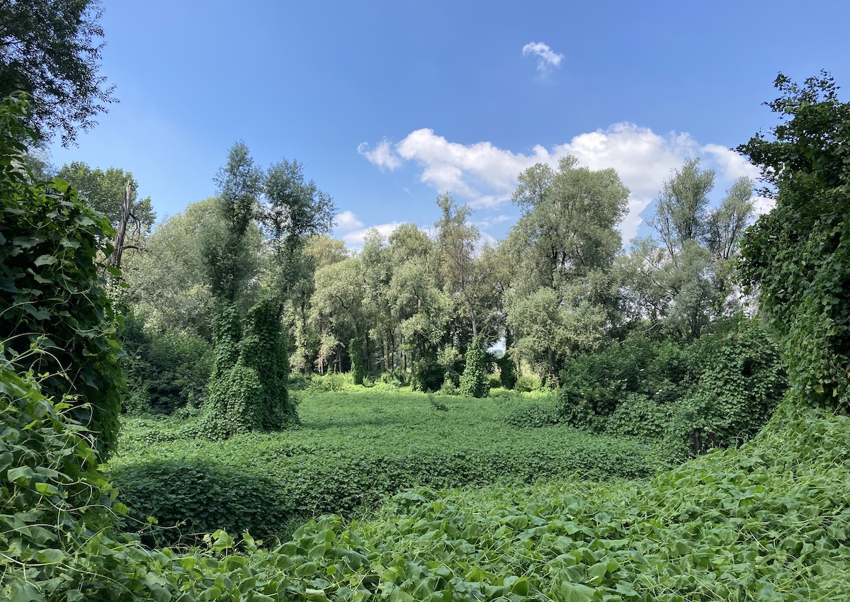 «Il Bosco del Gerbasso come presidio contro i cambiamenti climatici»