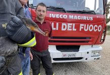 Polonghera cormorano vigili fuoco