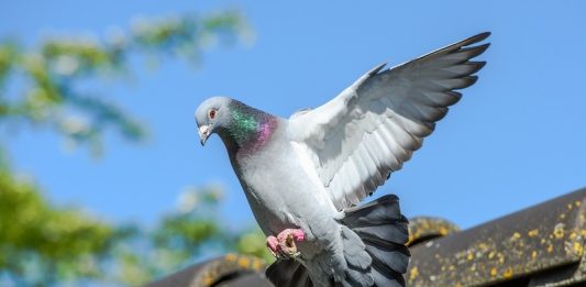 piccioni Racconigi cittadini