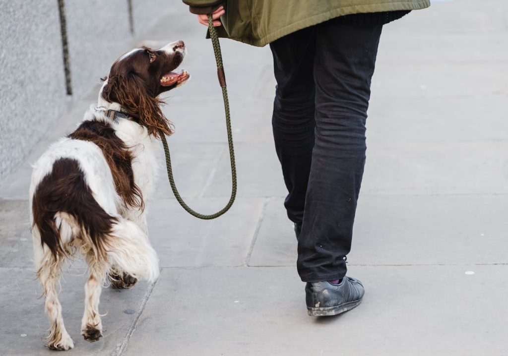 Deiezioni canine a Carmagnola