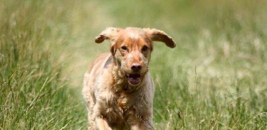 dna dei cani carmagnola