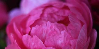 peonie in fiore carmagnola