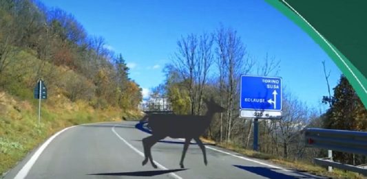 Città Metropolitana fauna selvatica