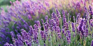 lavanda Ceresole d'Alba