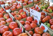 Cambiano sagra Pomodoro Costoluto