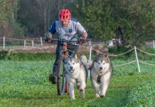 castagnolesi campionato italiano bikejöring