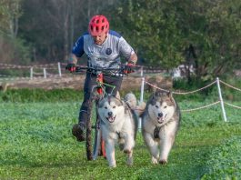 castagnolesi campionato italiano bikejöring