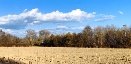 nuovi alberi bosco del gerbasso carmagnola