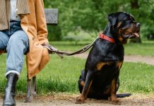 Dna dei cani a Carmagnola