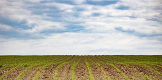 asta terreni agricoli carmagnola