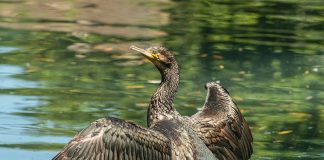 Racconigi contributi associazioni pesca