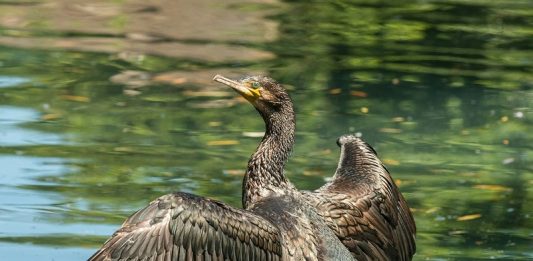 Racconigi contributi associazioni pesca